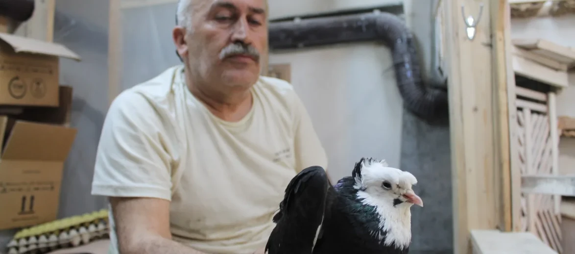 Bayburt güvercini dünya literatürüne "Türk fısıldayıcısı" olarak geçti