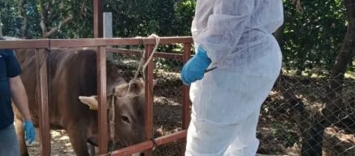 Nazilli'de şap hastalığıyla mücadele çalışmaları üç mahallede yoğun şekilde sürüyor