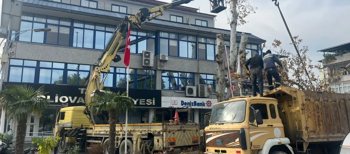 Aydın'ın İncirliova ilçesinde 200 yaşındaki çınar ağacı belediye ekipleri tarafından budandı