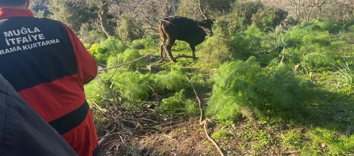 Muğla’nın Bodrum ilçesinde kuyuya düşen buzağı itfaiye tarafından kurtarıldı