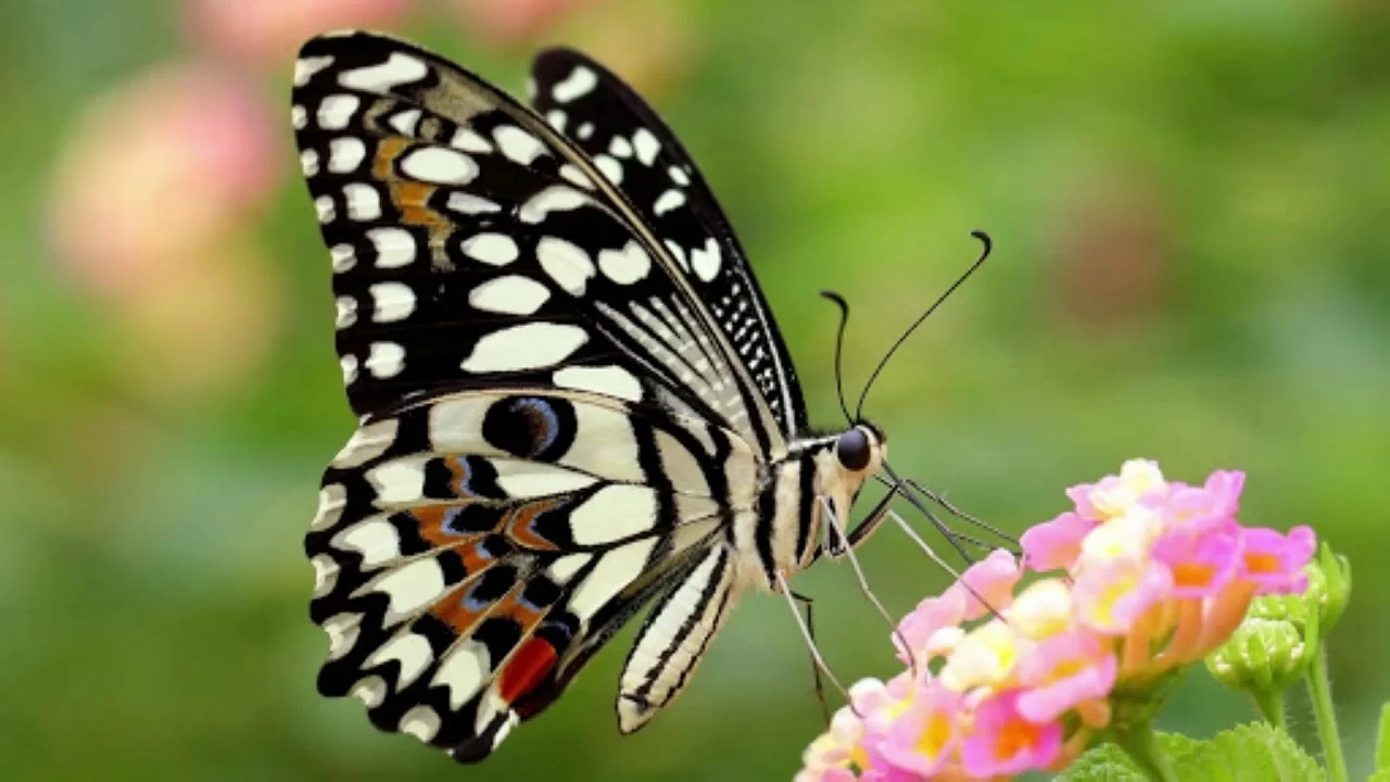 Tüm Kelebeklerin Kökeni Belirlendi