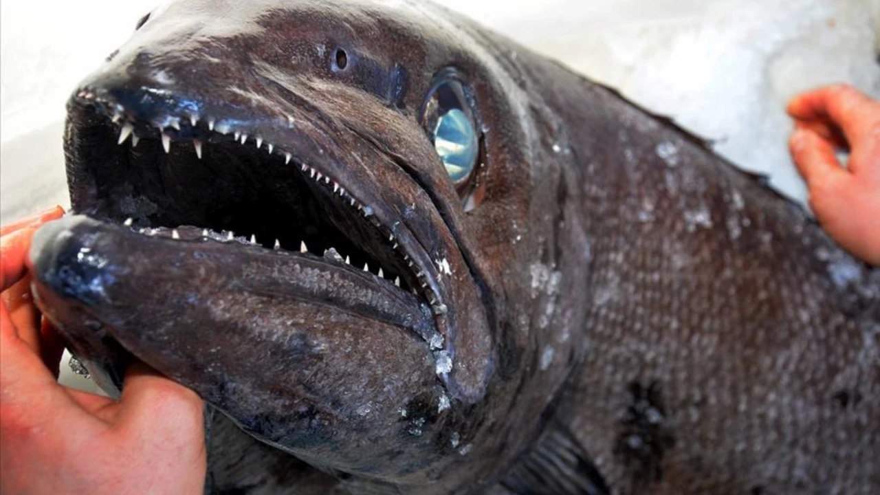 Yağ Balığı Nedir? Neye İyi Gelir?