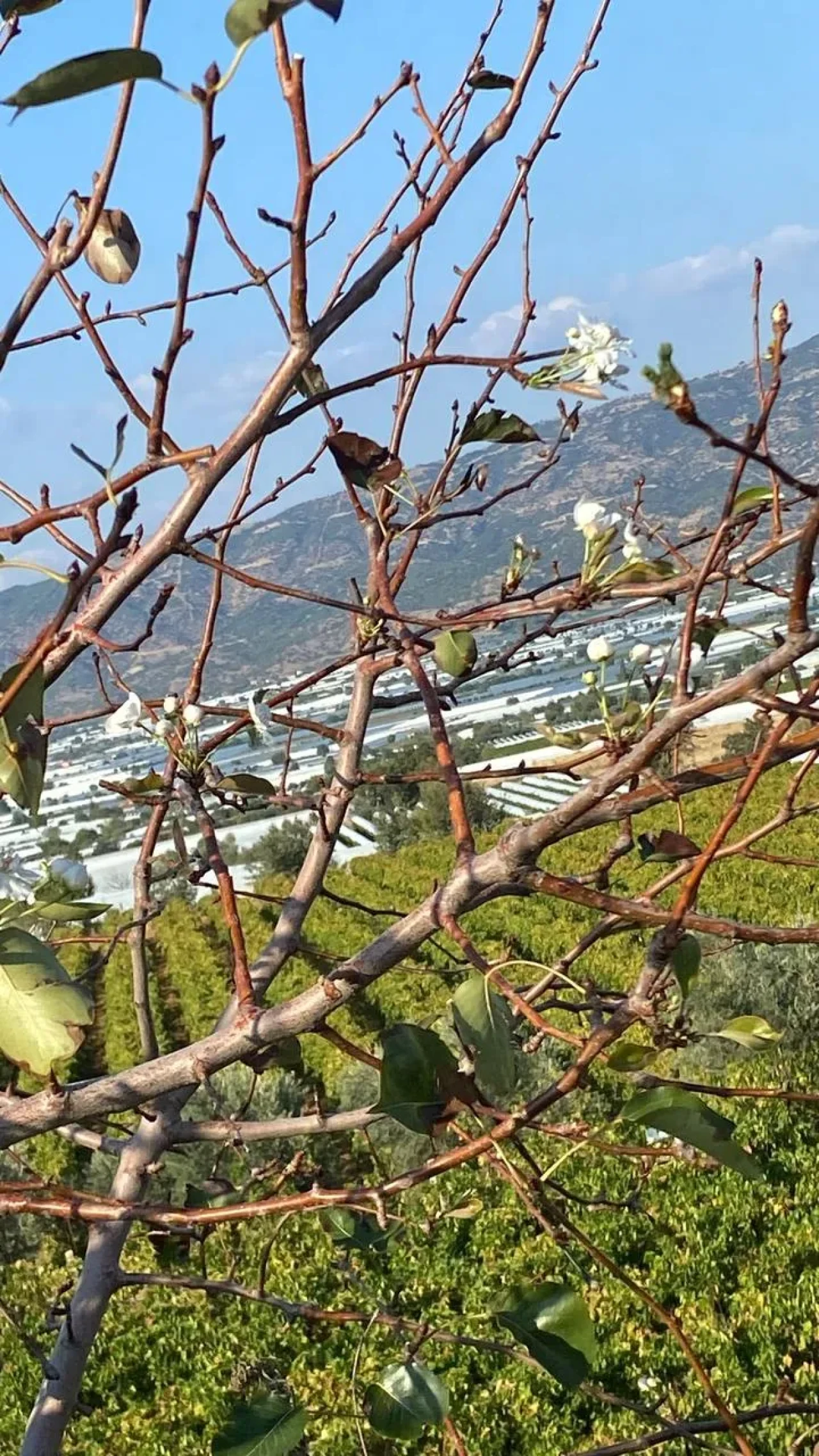 Manisa’nın Sarıgöl ilçesinde armut ağacı ikinci kez çiçek açtı