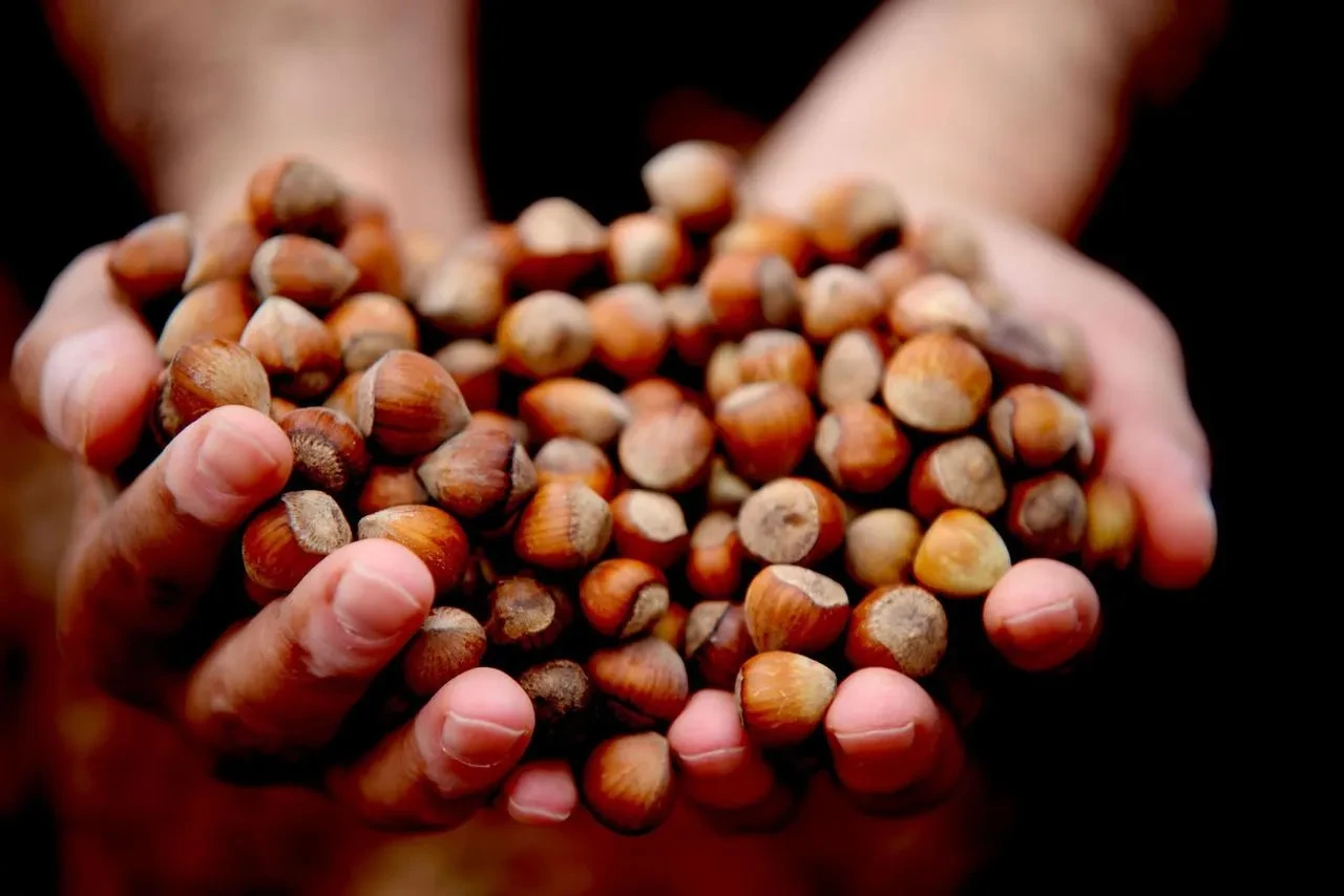 Giresun fındığı 352 TL ile rekor fiyata ulaştı