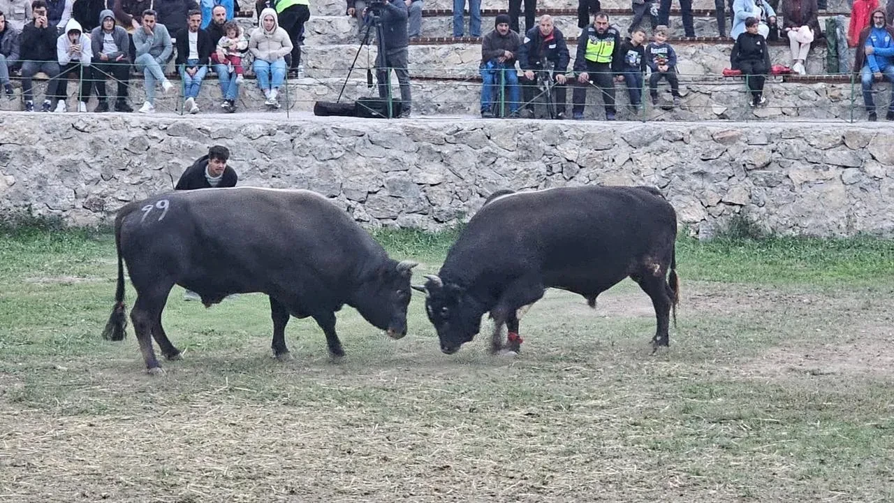 Ardanuç'ta şap hastalığı nedeniyle ertelenen boğa güreşleri festivali yoğun katılımla sona erdi