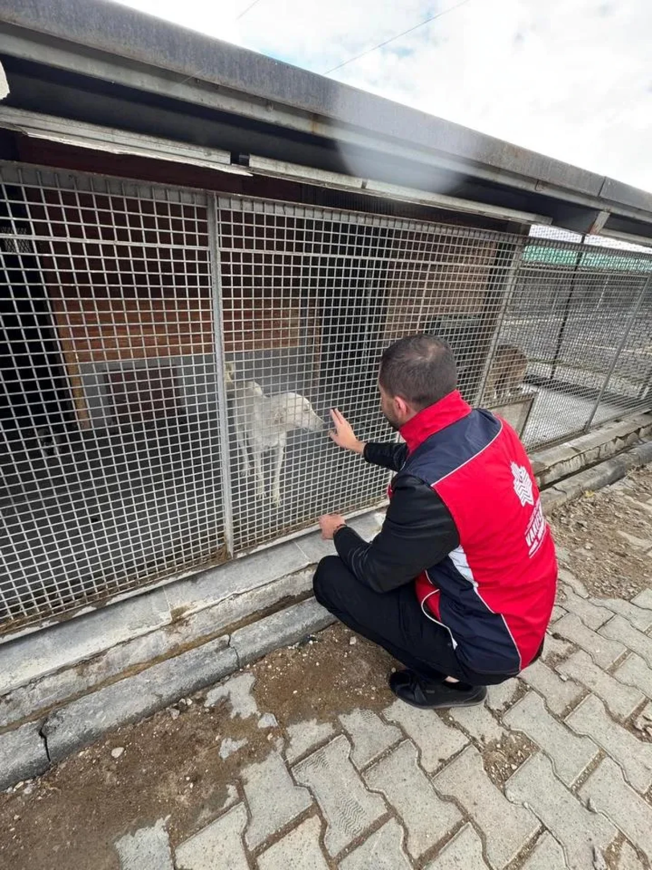 Kütahya vakıfları sahipsiz hayvanlara mama desteği sağladı
