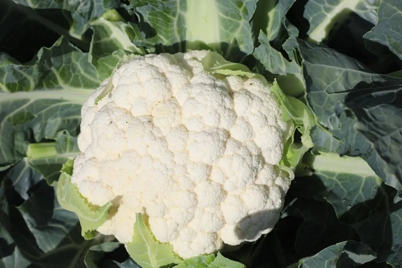 Elazığ’da Kovancılar ilçesinde karnabahar hasadı başladı