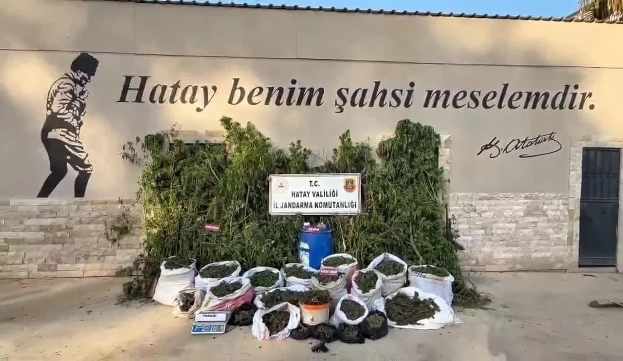Hatay'da jandarma operasyonunda 1.876 kök kenevir ele geçirildi