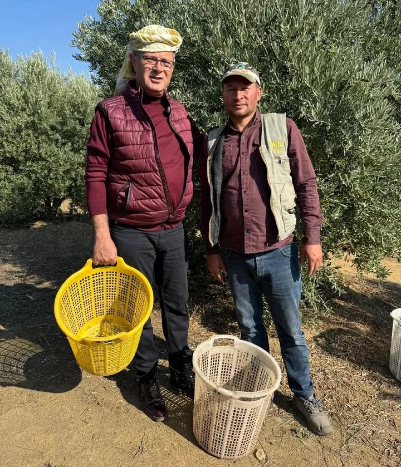 Alaşehir Belediye Başkanı Öküzcüoğlu çiftçilerle zeytin hasadı yaptı