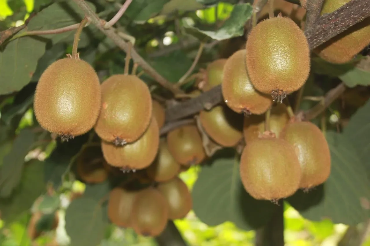 Ordu kivisinde rekolte zirai don nedeniyle yarıya düştü
