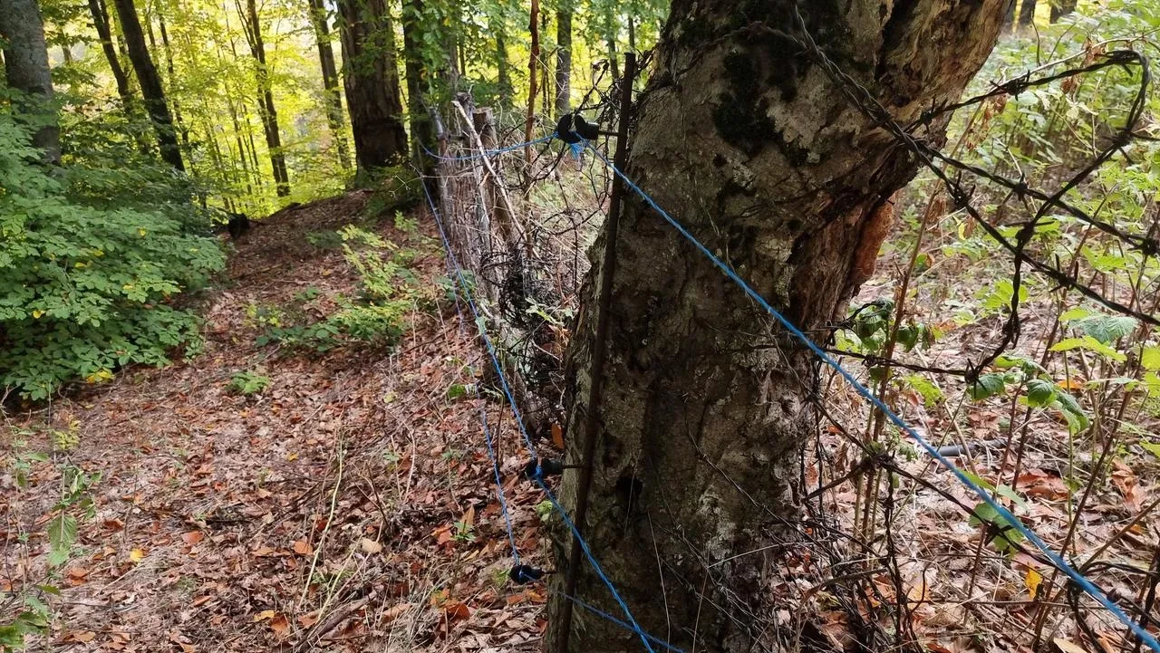 Kütahya’nın domaniç ilçesinde ayılar ahududu bahçesini tahrip etti