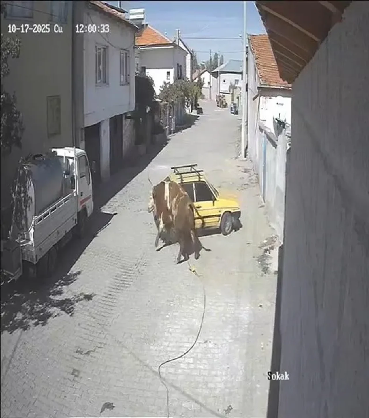 Nevşehir’de ahırdan kaçan boğa otomobile zarar verdi