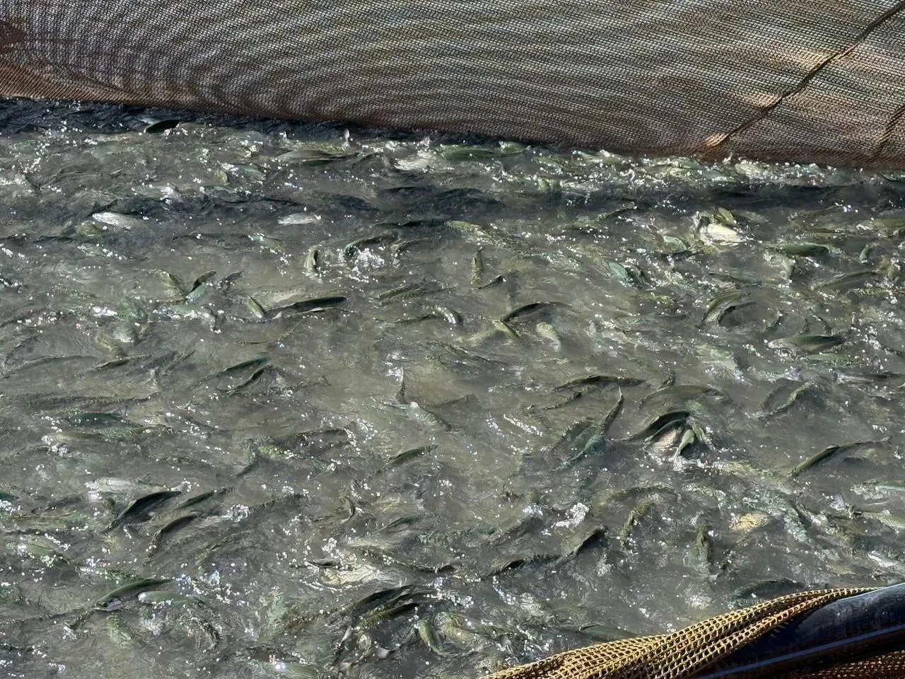 Tercan Baraj Gölü'nde balık üretimi bölge ekonomisini canlandırıyor