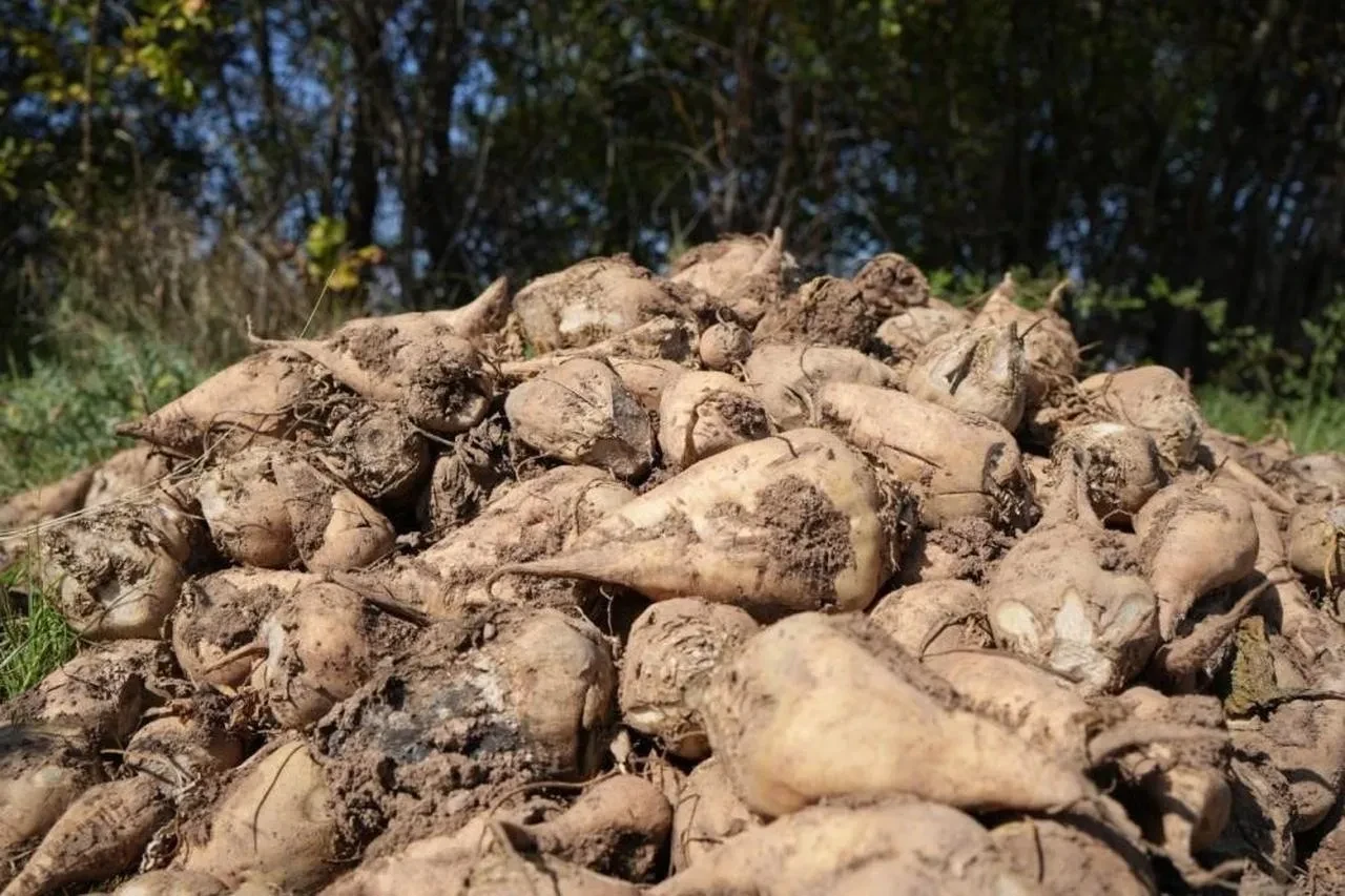 Tarım Bakanlığı kuraklığa rağmen şeker pancarı üretimini sürdürecek