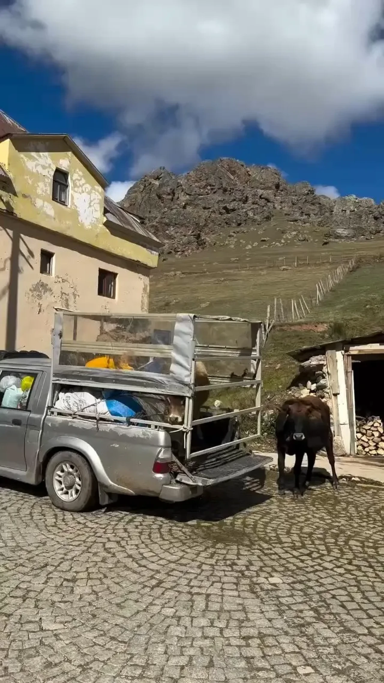 Gümüşhane’de ineklerin yayla vedası sosyal medyada viral oldu