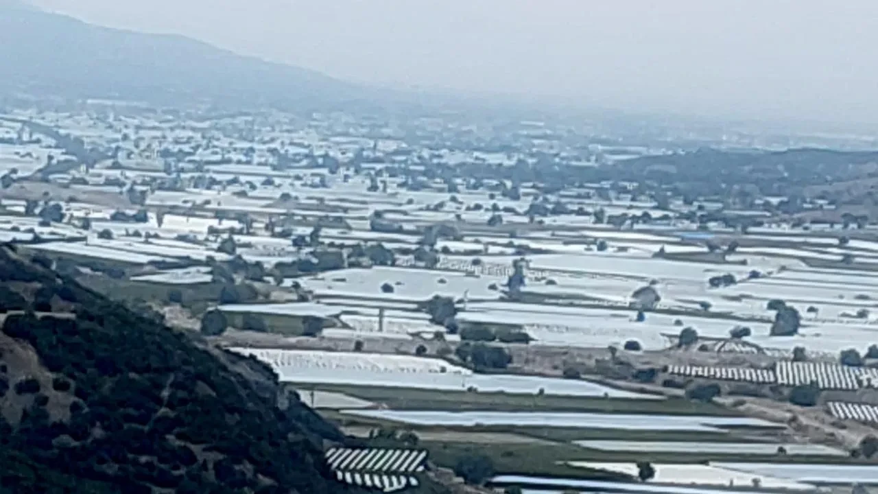 Sarigöl üzüm üreticileri ihracatın hızlanmasını bekliyor