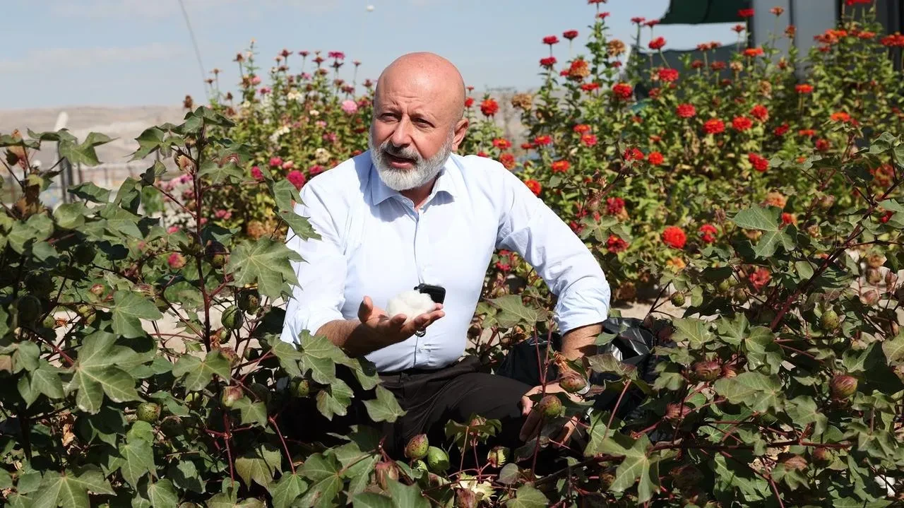 Kocasinan belediyesi Kayseri'de pamuk üretimi için yeni dönem başlattı