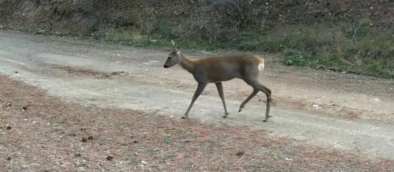 Çankırı'da fotokapanlarla karacaların doğal yaşamı görüntülendi