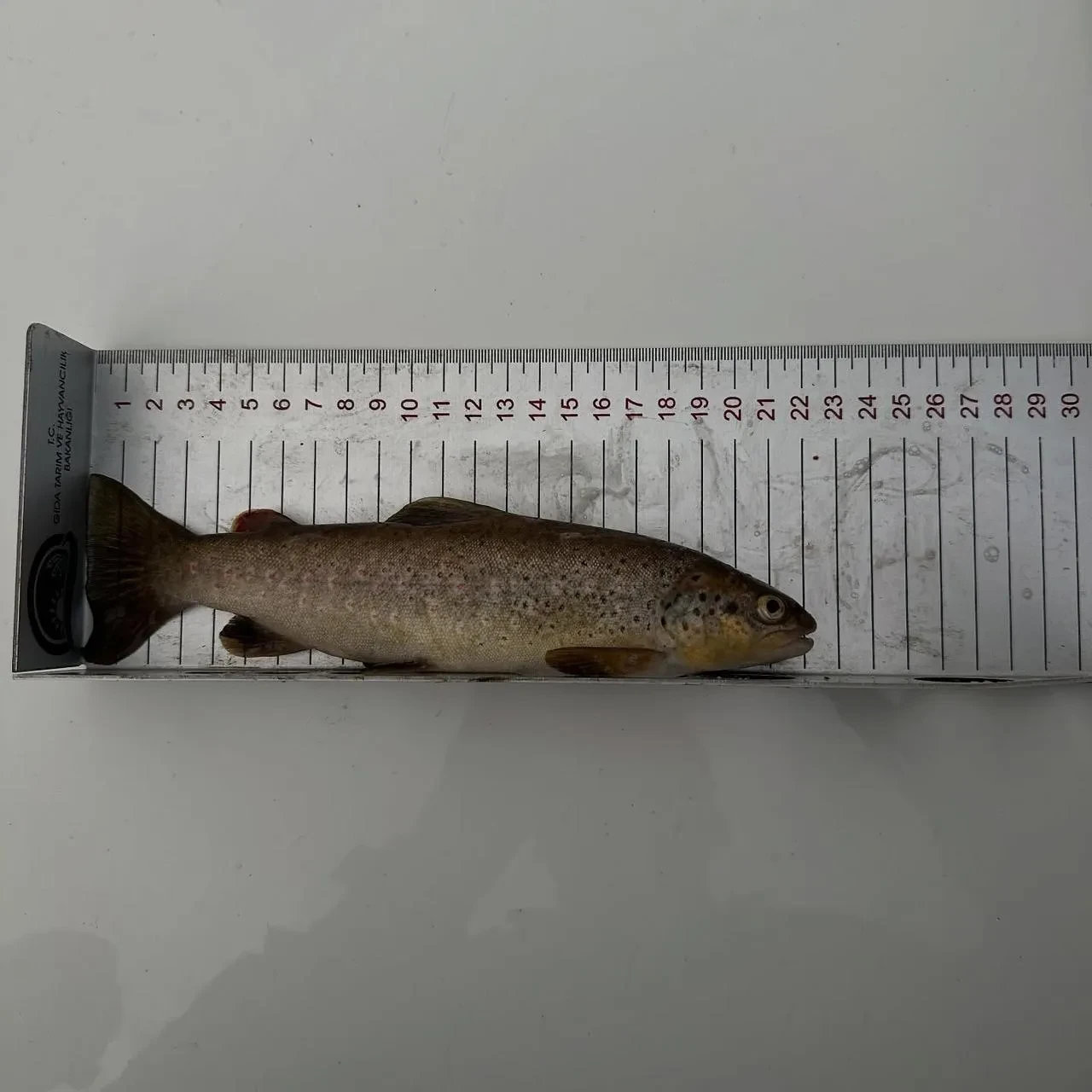 Tunceli'de kırmızı benekli alabalık avlayan şahsa ceza kesildi