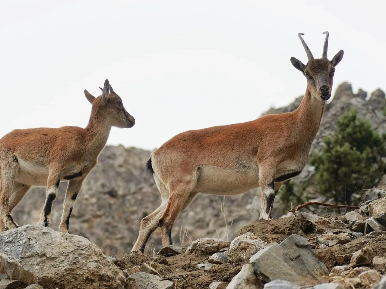Adana Pozantı'da yaban keçileri doğal ortamda görüntülendi
