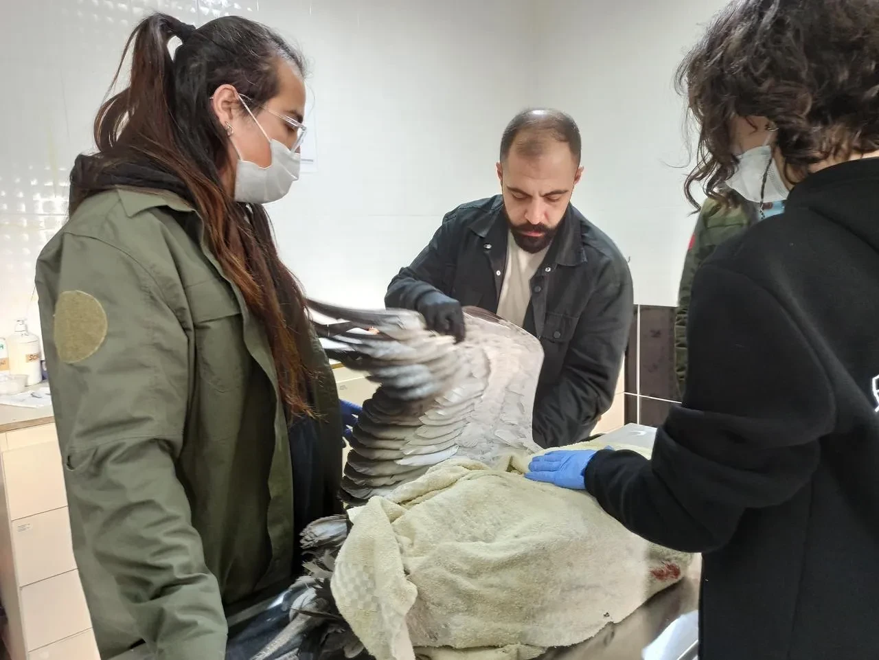 Ardahan'da yaralı turna Kafkas Yaban Hayvanı Kurtarma Merkezi'nde tedavi altında