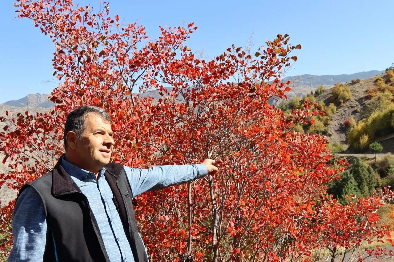 Erzurum'un Oltu ilçesinde kaplaç ağaçları kırmızı renge büründü