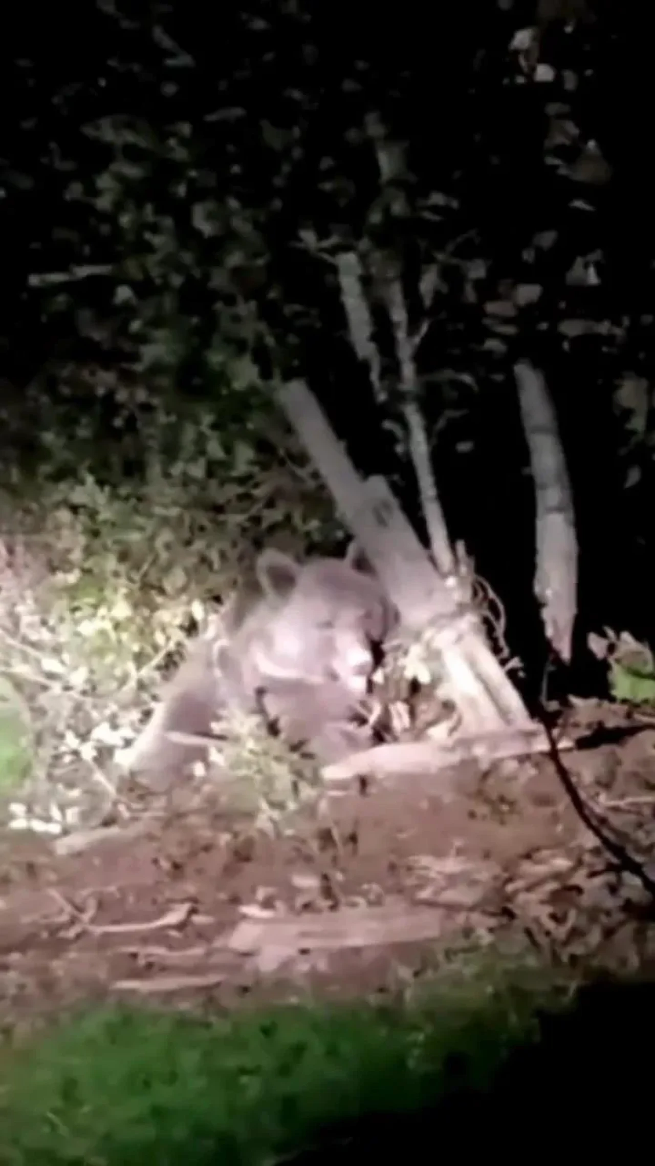 Düzce'de dikenli tellere takılan ayı ekipler tarafından kurtarıldı