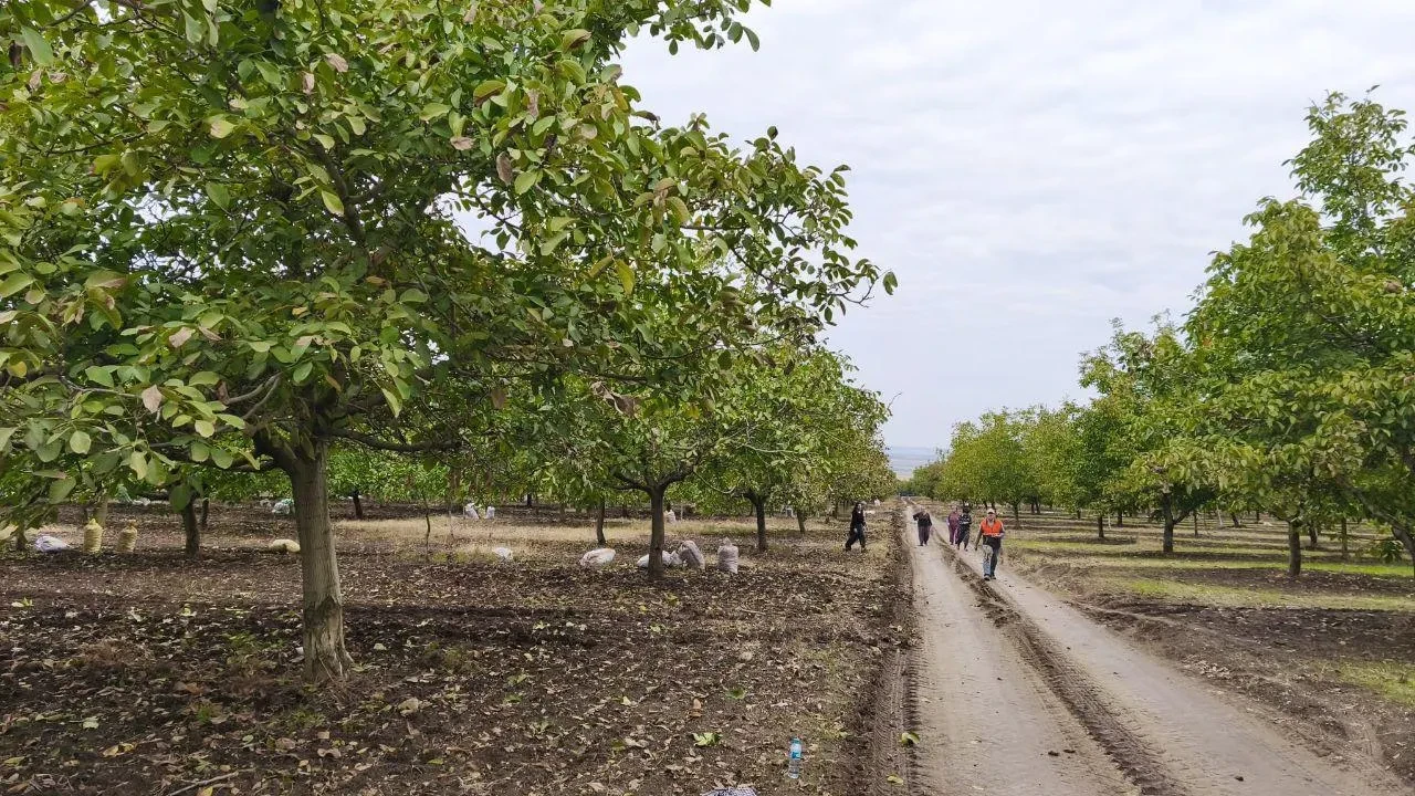 Edirne İpsala'da ceviz hasadı başladı kuraklık rekolteyi düşürdü