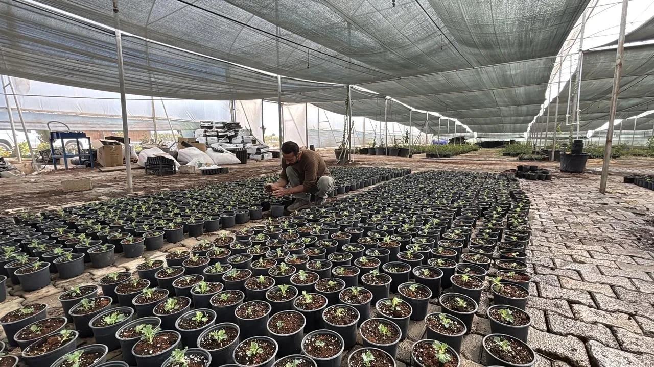 Eyyübiye Sera Kent’te süs bitkileri ve sebze üretimi yapılıyor