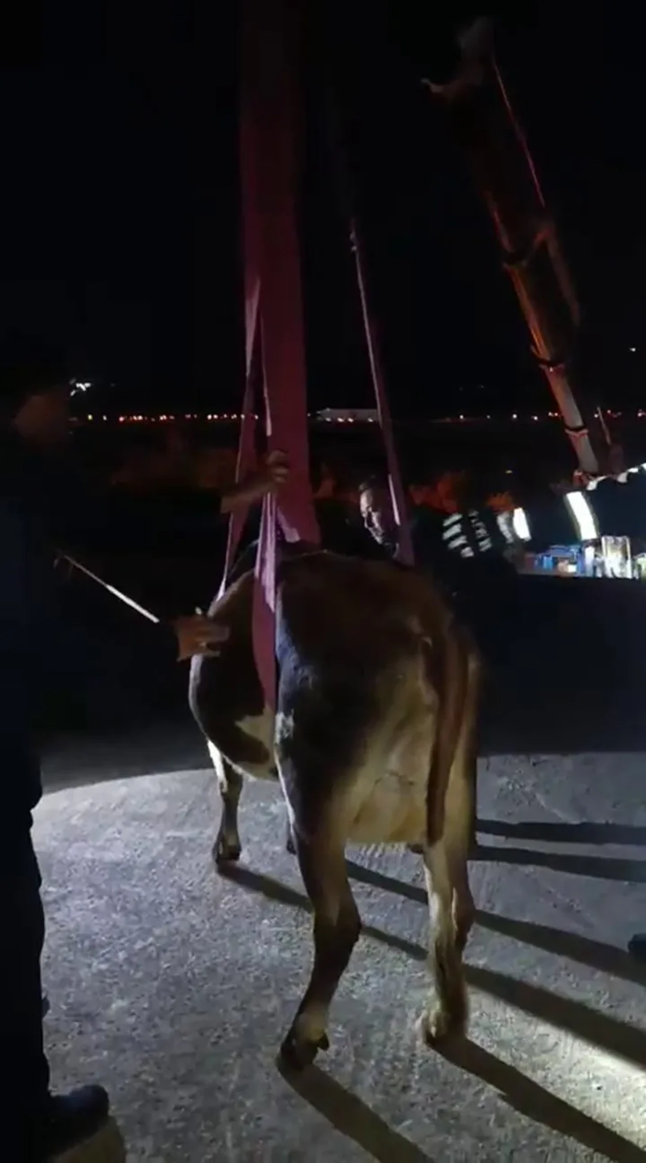 Hatay’da dama çıkan inek itfaiye ekipleri tarafından kurtarıldı