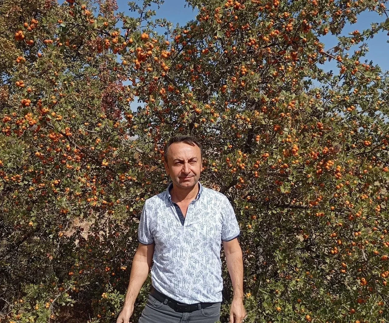 Malatya’da Akçadağ ilçesinde alıç hasadı devam ediyor