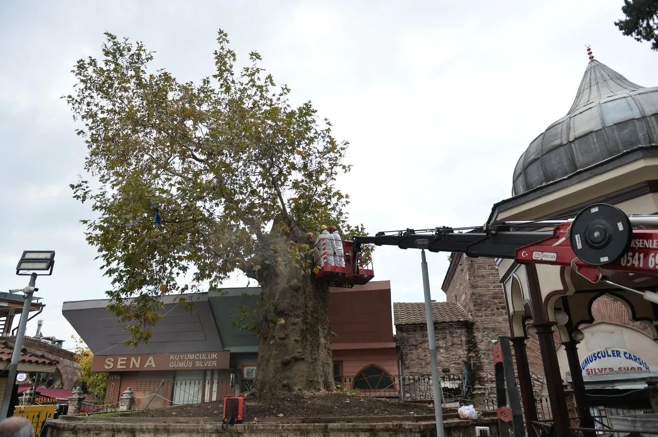 Bursa Ulu Cami'nin 346 yıllık çınar ağacı koruma altına alındı
