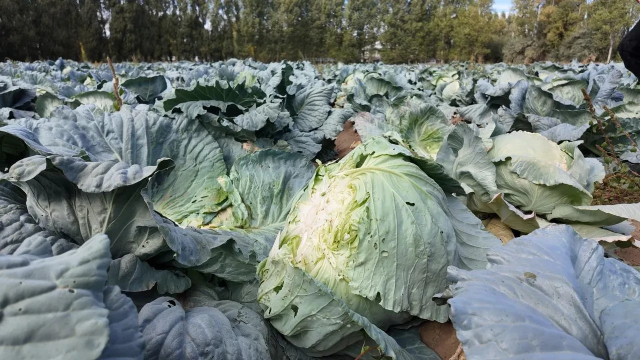 Erciş’te coğrafi tescil işaretli lahana hasadı başladı
