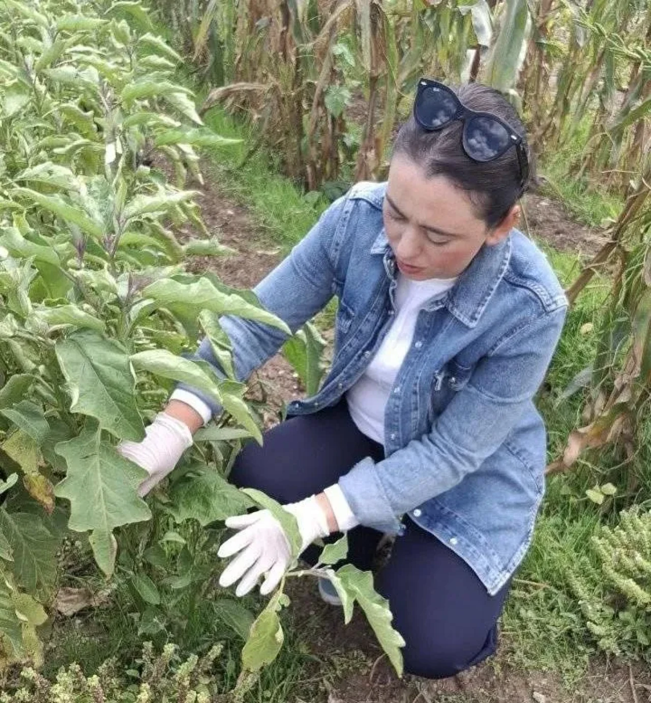 Menteşe’de sebze üretim alanlarında zararlı kontrolleri artırıldı