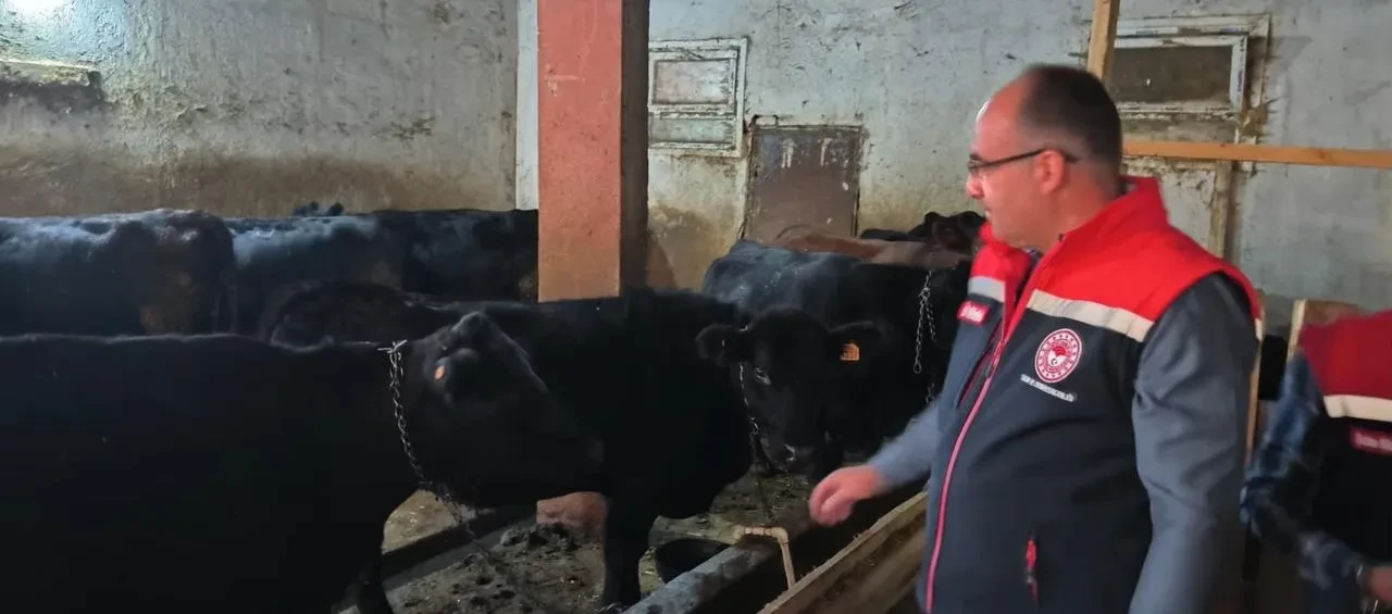 Bayburt'ta etçi ırk damızlık hayvanların kontrolleri yapıldı