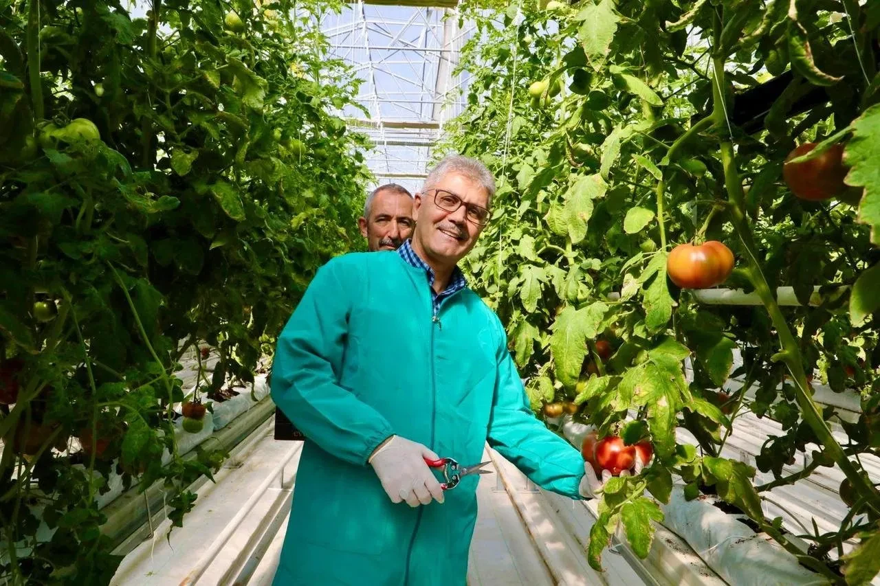 Niğde'de jeotermal enerjiyle seralarda domates hasadı yapıldı