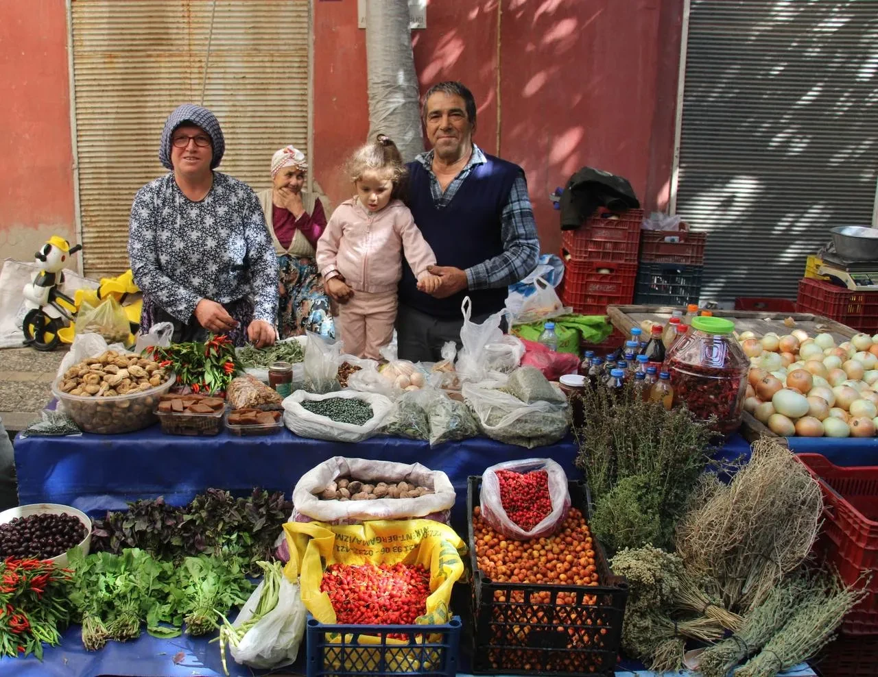 Aydın’da kuşburnu toplama zahmeti artan talebi karşılıyor