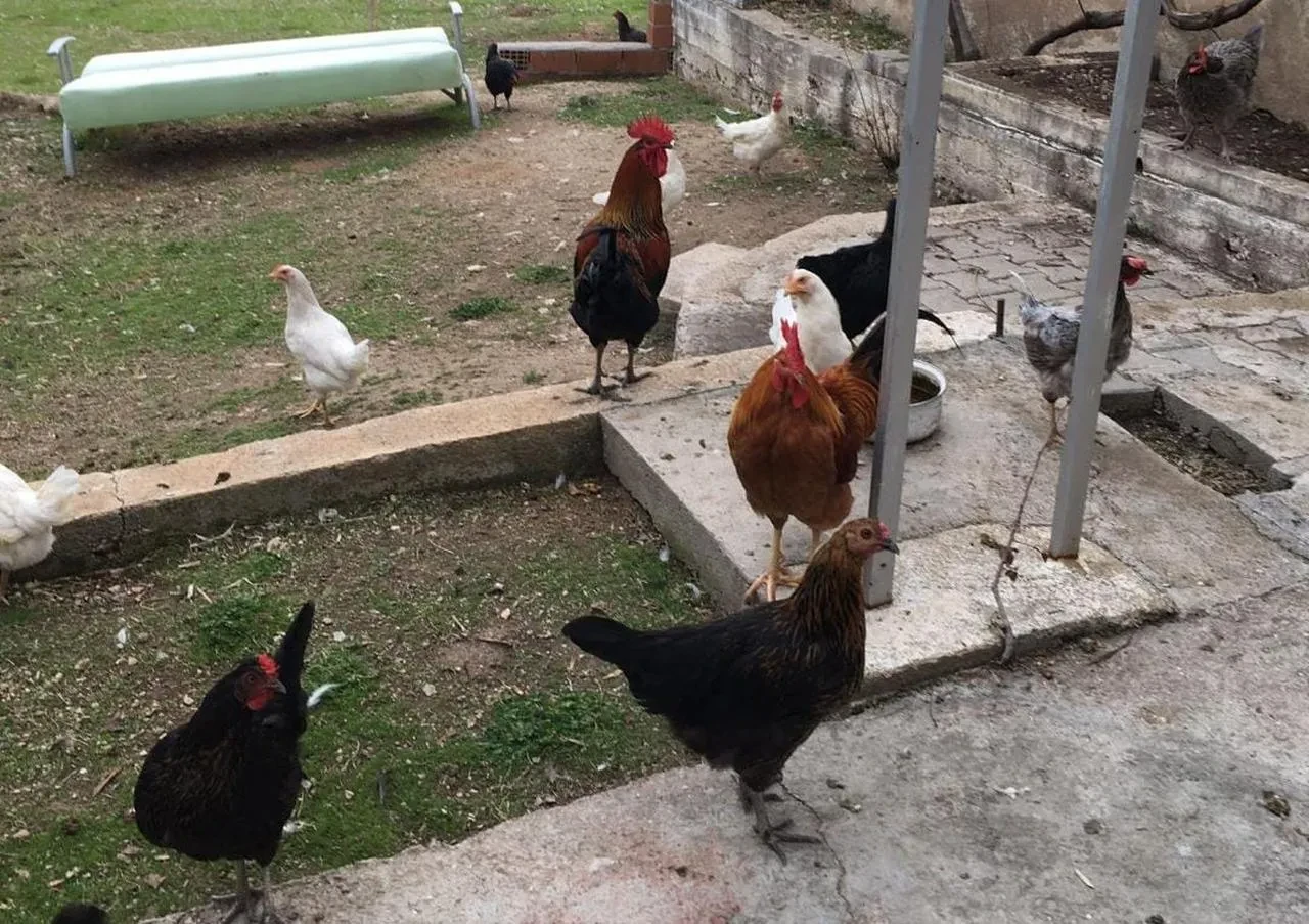 Kozanlı Mahallesi sakinleri CİMER şikayetini yanıtladı