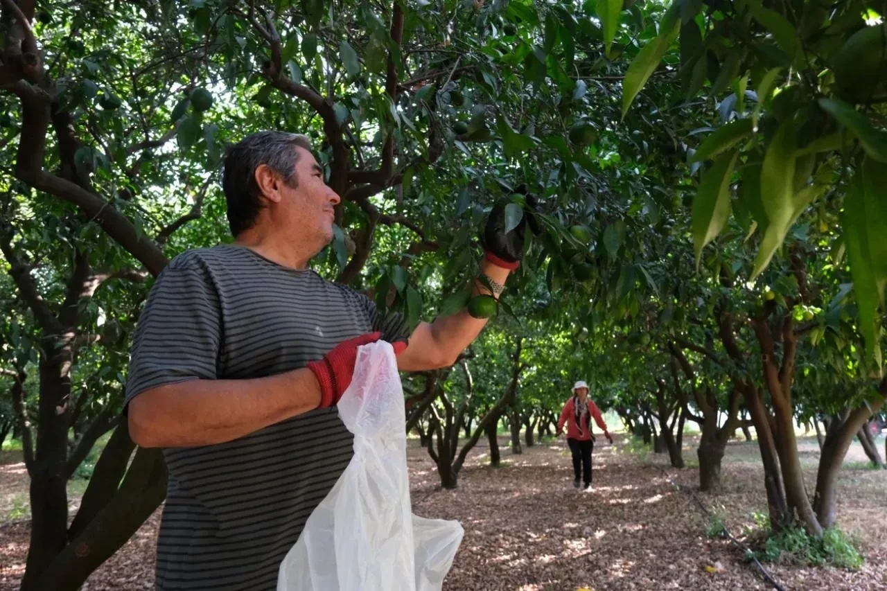 Bodrum'da 72 üreticiden 55 ton yeşil mandalin alımı yapıldı