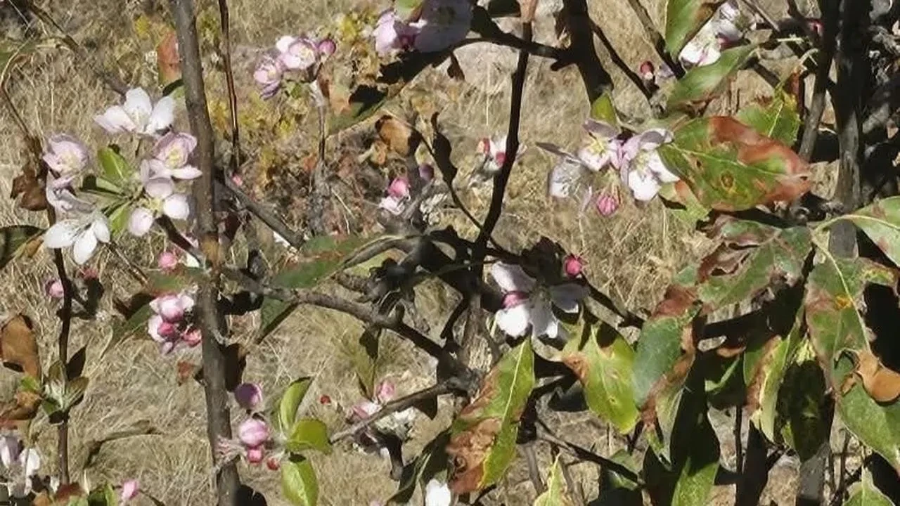 Bozkır’da yağış beklenirken ağaçlar çiçek açtı