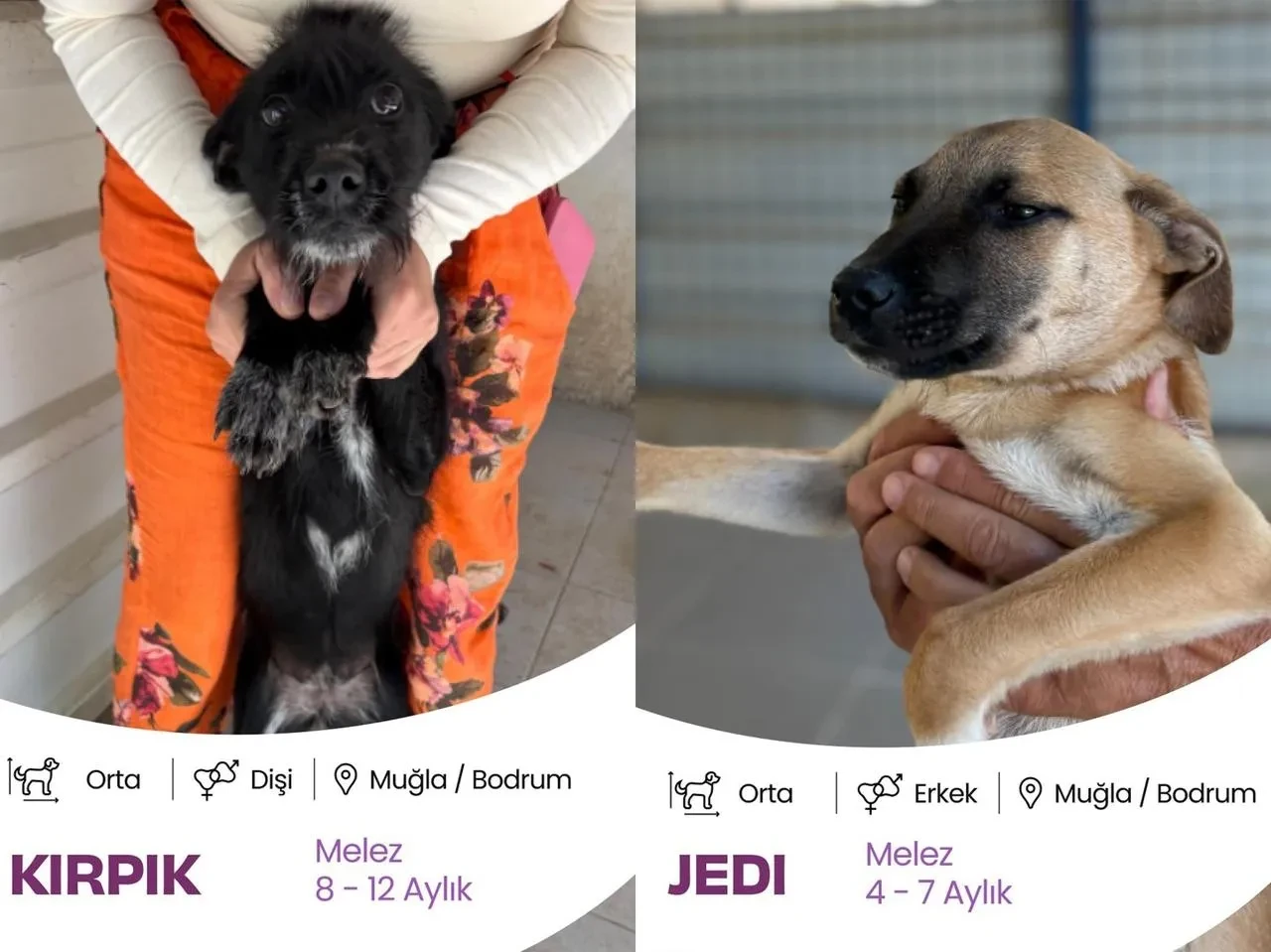 Bodrum Belediyesi sokak hayvanları için yuvalandırma platformu başlattı