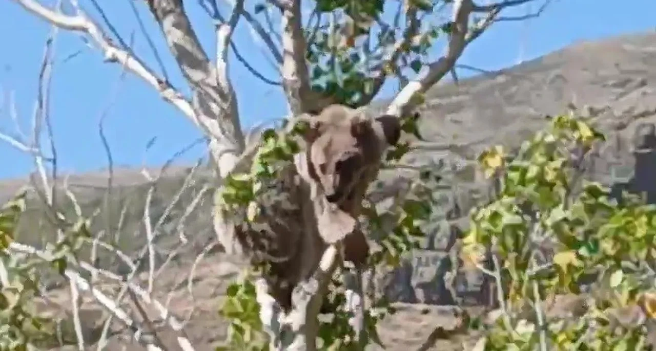 Bayburt’ta yavru ayı köpeklerden kaçarak ağaca tırmandı