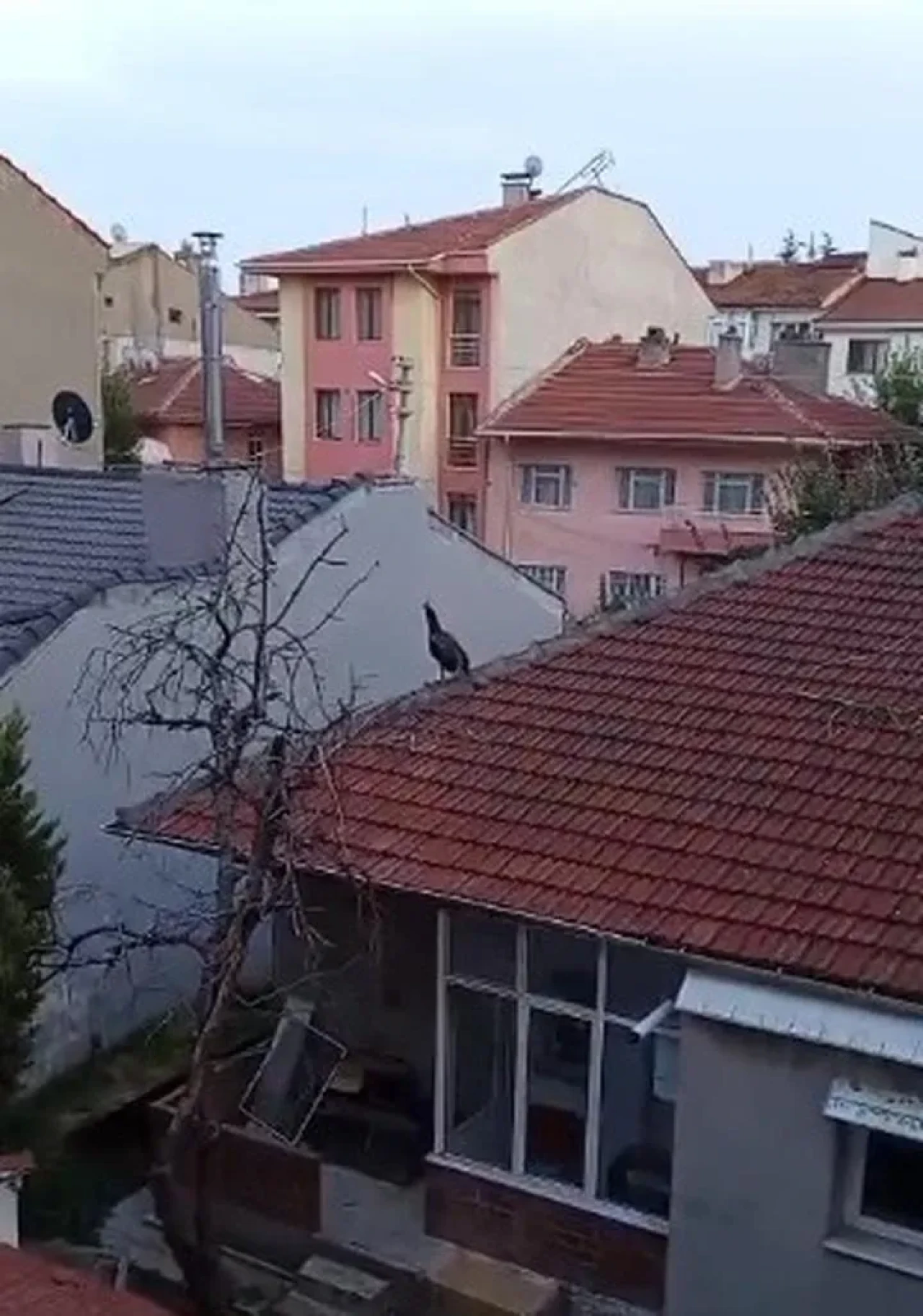Eskişehir'de müstakil evin çatısında tavus kuşu görüntülendi