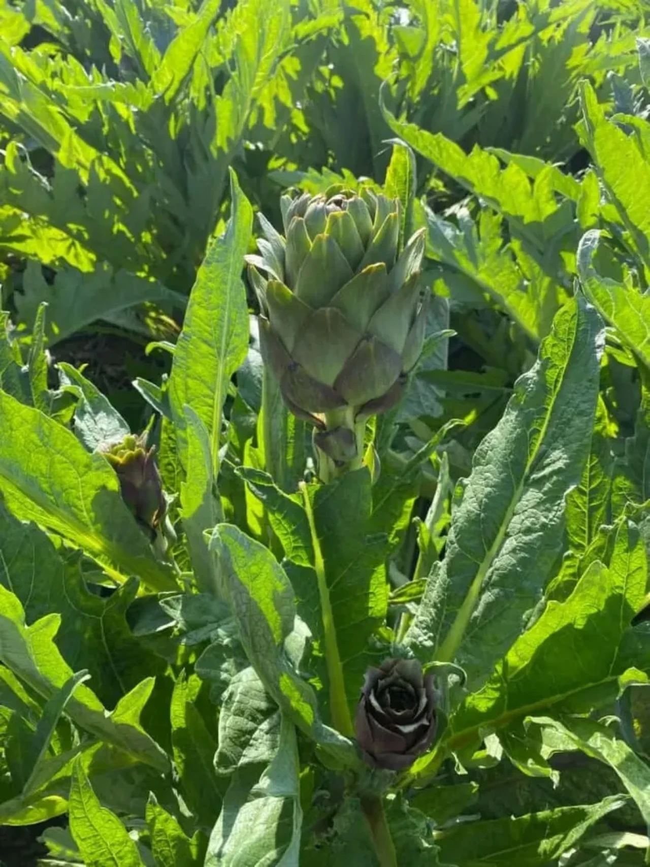 Aydın'da enginar üretimi yükseliyor ve bölge ekonomisine katkı sağlıyor