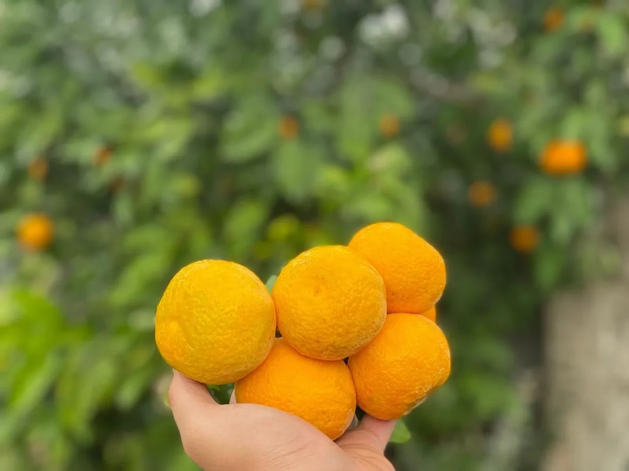 Balıkesir'de coğrafi işaretli Havran mandalinası hasadı başladı