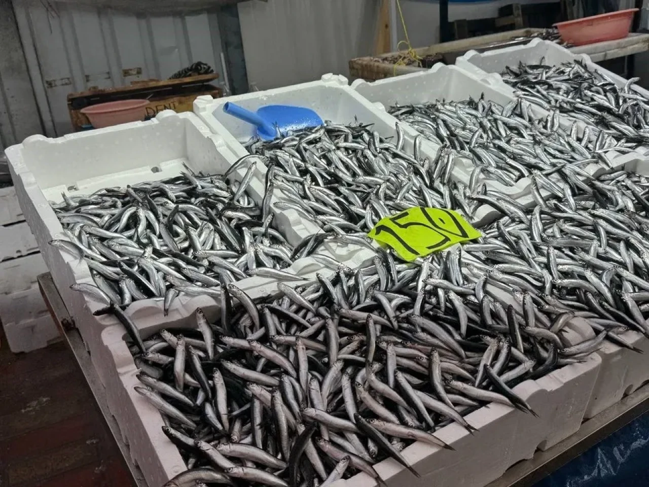 Zonguldak'ta olumsuz hava şartları nedeniyle hamsi fiyatları arttı