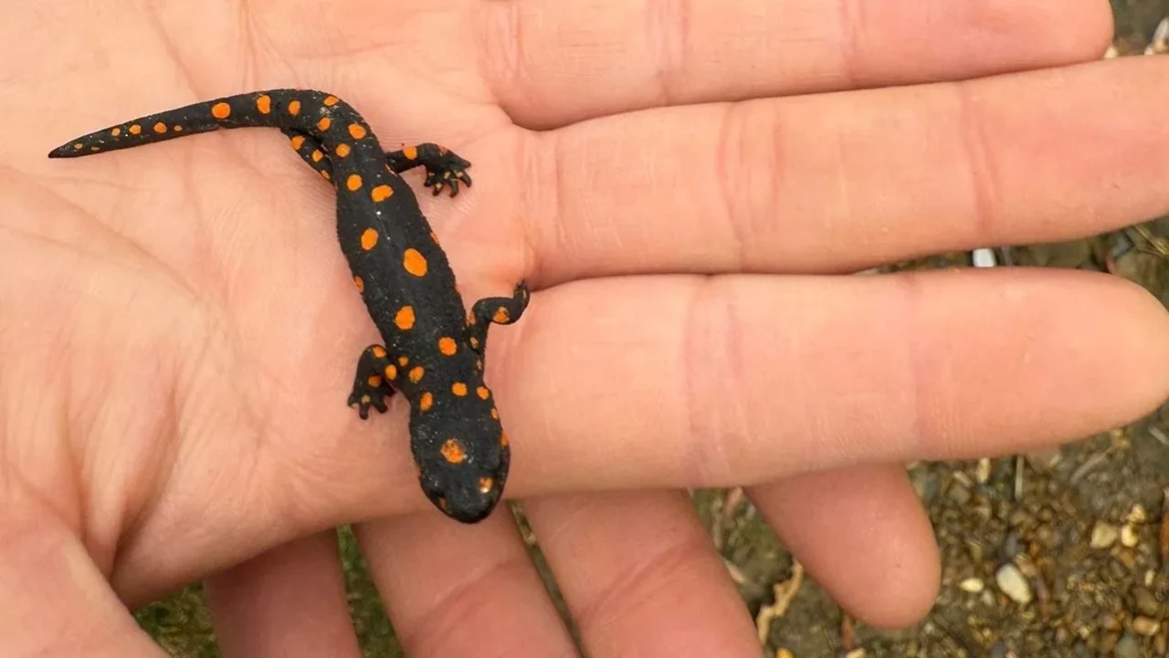 Van’da nadir rastlanan benekli semender doğa yürüyüşü sırasında görüldü