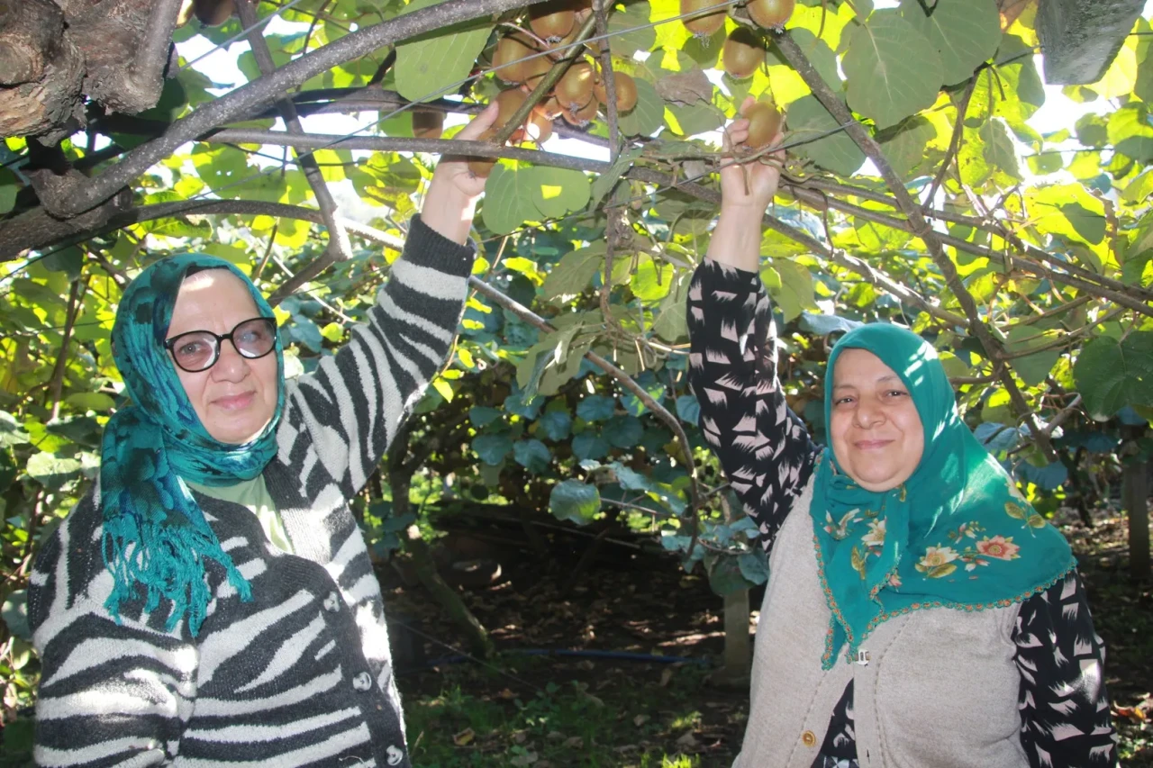 Ordu'da kivi hasadı devam ediyor, ekonomiye 500 milyon TL katkı bekleniyor