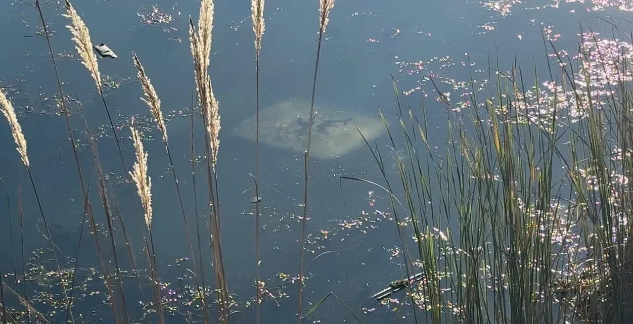 Ehliyetsiz sürücü Tokat'ın Erbaa ilçesinde gölete düştü