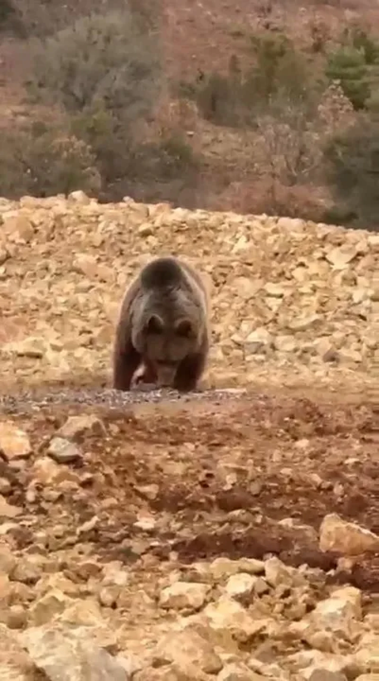 Gümüşhane'nin Şiran ilçesinde vatandaşlar yol kenarında yiyecek arayan ayıya hamsi verdi